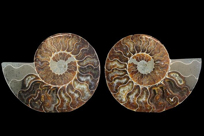 Cut & Polished Ammonite Fossil - Agatized #78552
